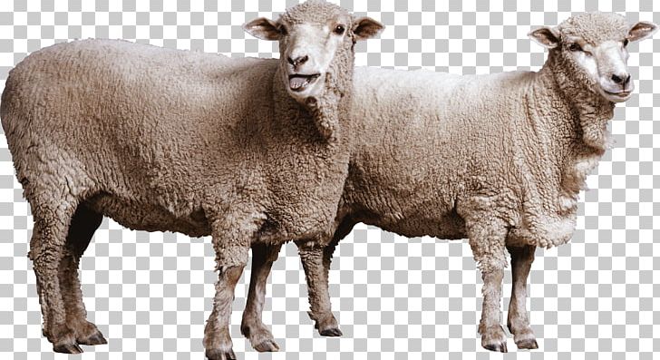 Sheep PNG, Clipart, Animalphotography, Animals, Biology, Catlovers, Computer Icons Free PNG Download