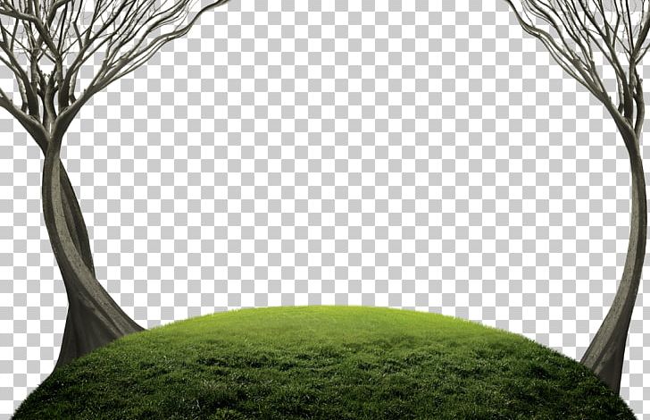 Tree PNG, Clipart, Advertising, Beauty, Big, Big Tree, Branch Free PNG Download