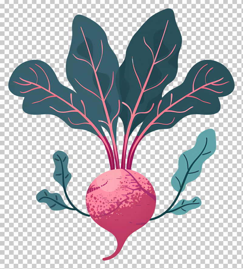Beetroot - Radish With Dark Leaves Illustration PNG