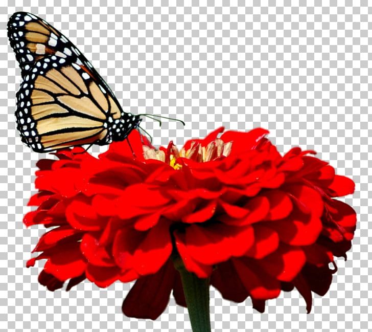Butterfly Desktop 1080p High-definition Television High-definition Video PNG, Clipart, 1080p, Brush Footed Butterfly, Desktop Wallpaper, Flower, Flowering Plant Free PNG Download