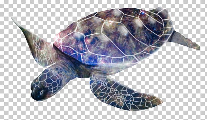 Loggerhead Sea Turtle Box Turtles Leatherback Sea Turtle PNG, Clipart, Animal, Animals, Box Turtle, Box Turtles, Computer Free PNG Download