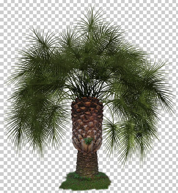 Arecaceae Asian Palmyra Palm PNG, Clipart, Arecaceae, Arecales, Asian Palmyra Palm, Borassus Flabellifer, Date Palm Free PNG Download