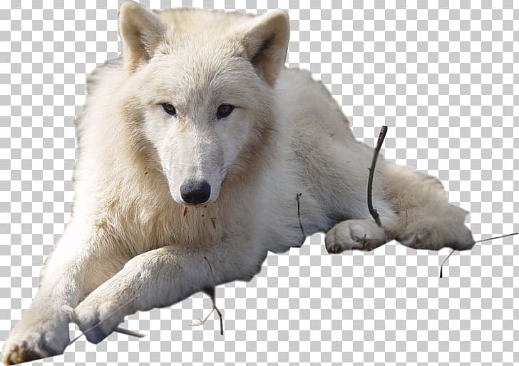 Dog Arctic Wolf Puppy Arctic Fox PNG, Clipart, Animals, Arctic, Arctic Fox, Arctic Hare, Arctic Wolf Free PNG Download