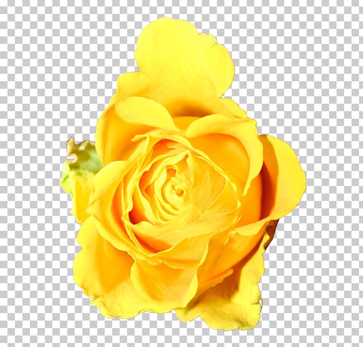 Garden Roses Petal Floristry Flower PNG, Clipart, Blog, Bracelet, Cut Flowers, Floristry, Flower Free PNG Download
