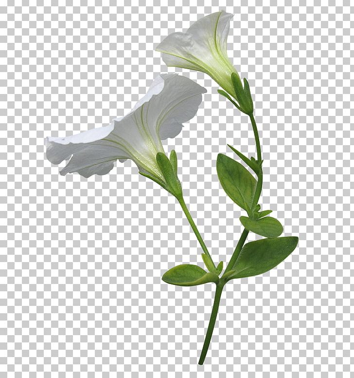 Flower Petunia Home Page PNG, Clipart, Branch, Cut Flowers, Download ...