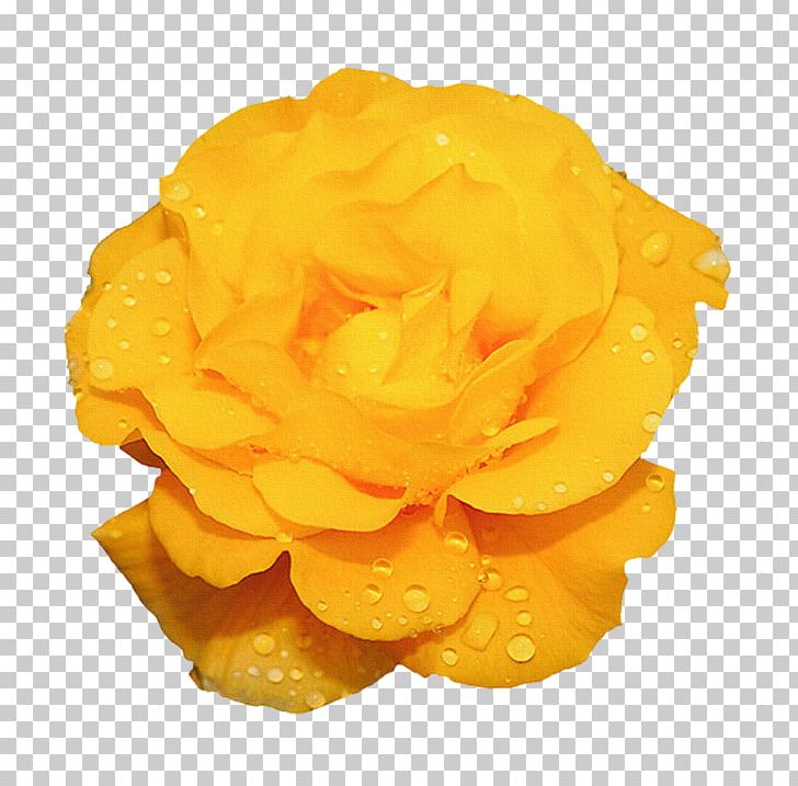 Rose Flower Yellow Animation PNG, Clipart, Abstract, Abstract Flowers, Abstract Lines, Art, Blue Free PNG Download