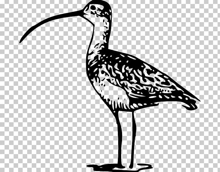 Bird Long-billed Curlew Beak Eurasian Curlew PNG, Clipart, Animals, Artwork, Beak, Bird, Bird Nest Free PNG Download