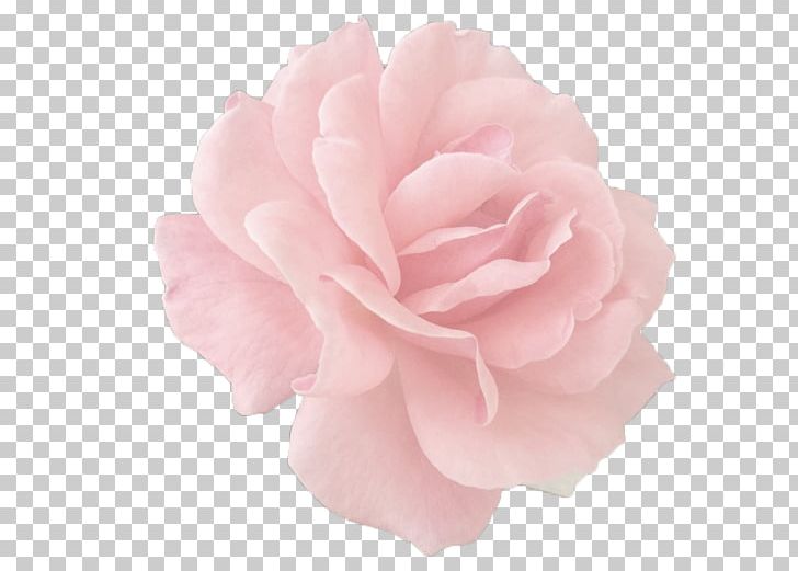 Garden Roses Centifolia Roses Pink Paper Cut Flowers PNG, Clipart, Camellia, Centifolia Roses, Confetti, Cut Flowers, Flower Free PNG Download