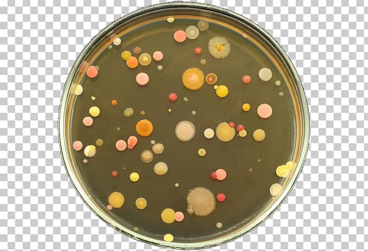 Petri Dishes Bacteria Agar Plate Nutrient Agar Colony PNG, Clipart, About, Agar, Agar Plate, Antibiotics, Bacteria Free PNG Download