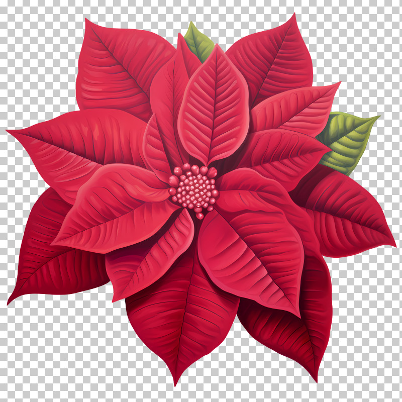 Poinsettia - Beautiful Red Poinsettia Illustration PNG