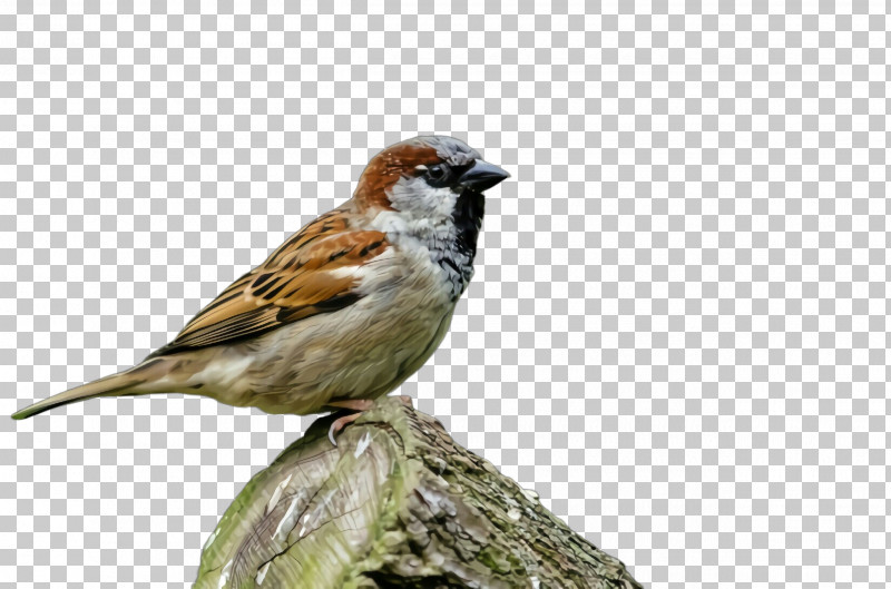 Bird House Sparrow Sparrow Beak Finch PNG, Clipart, Beak, Bird, Finch, House Sparrow, Perching Bird Free PNG Download