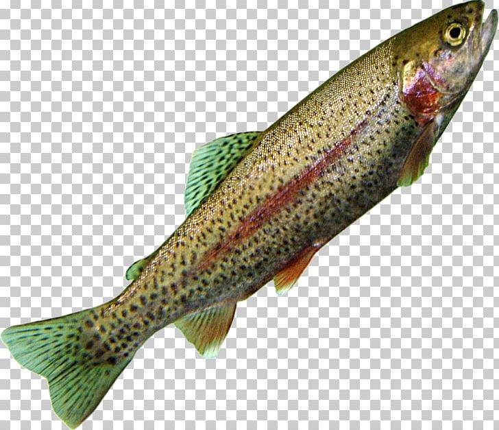Coastal Cutthroat Trout Northern Pike Salmon Cod PNG, Clipart, 09777, Bony Fish, Coastal Cutthroat Trout, Cod, Common Rudd Free PNG Download