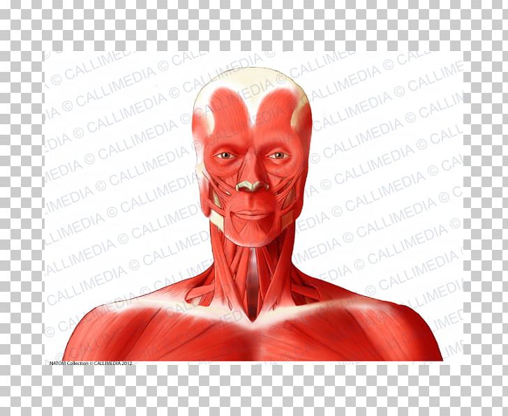 Muscle Head And Neck Anatomy Anterior Triangle Of The Neck Human Body PNG, Clipart, Anterior Triangle Of The Neck, Face, Fictional Character, Head, Human Free PNG Download