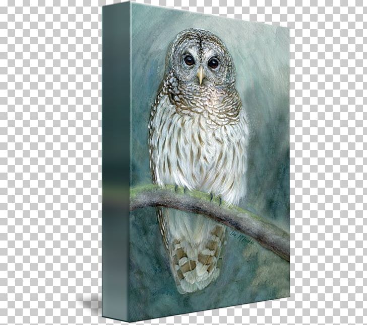 Owl Fauna Beak PNG, Clipart, Barred Owl, Beak, Bird, Bird Of Prey, Fauna Free PNG Download