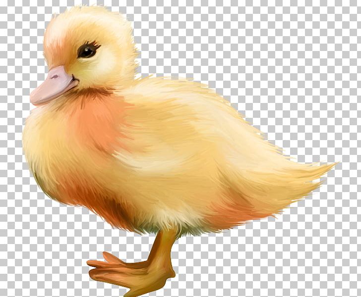 Duck Bird Chicken PNG, Clipart, Animal, Animals, Beak, Bird, Chicken Free PNG Download