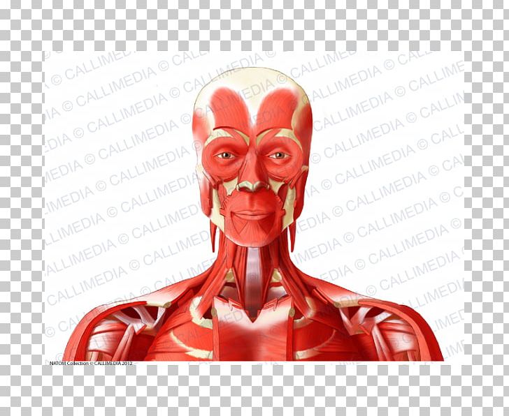 Head And Neck Anatomy Anterior Triangle Of The Neck Muscle Human Body PNG, Clipart, Anterior Triangle Of The Neck, Blood Vessel, Coronal Plane, Deltoid Muscle, Fictional Character Free PNG Download