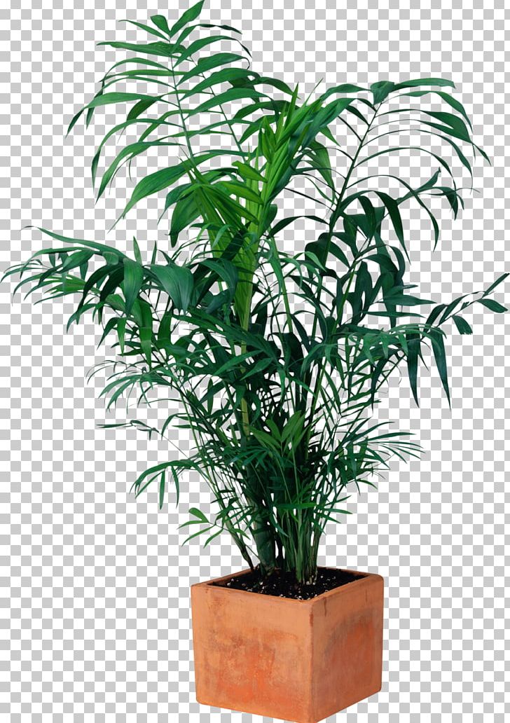 Ravenea Ornamental Plant Houseplant Flowerpot Bench PNG, Clipart, Arecaceae, Arecales, Bench, Decorative Arts, Evergreen Free PNG Download