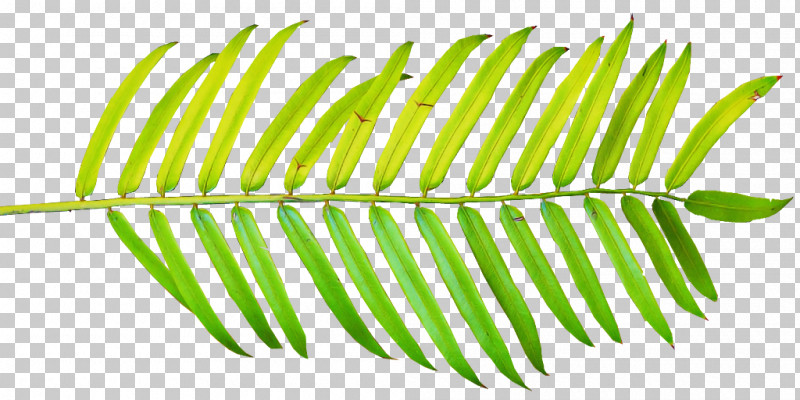 Leaf Plant Line Vascular Plant Tree PNG, Clipart, Leaf, Line, Plant, Tree, Vascular Plant Free PNG Download
