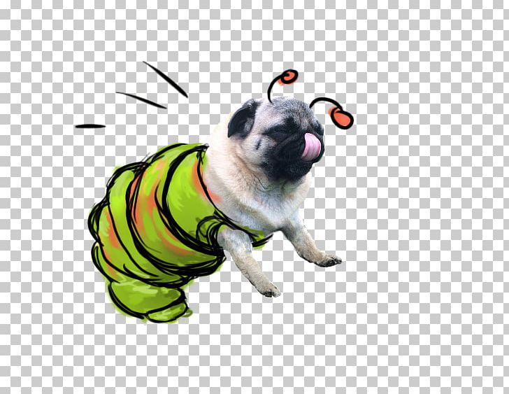 Pug Puppy Dog Breed Toy Dog Canidae PNG, Clipart, Animal, Animals, Breed, Canidae, Carnivoran Free PNG Download