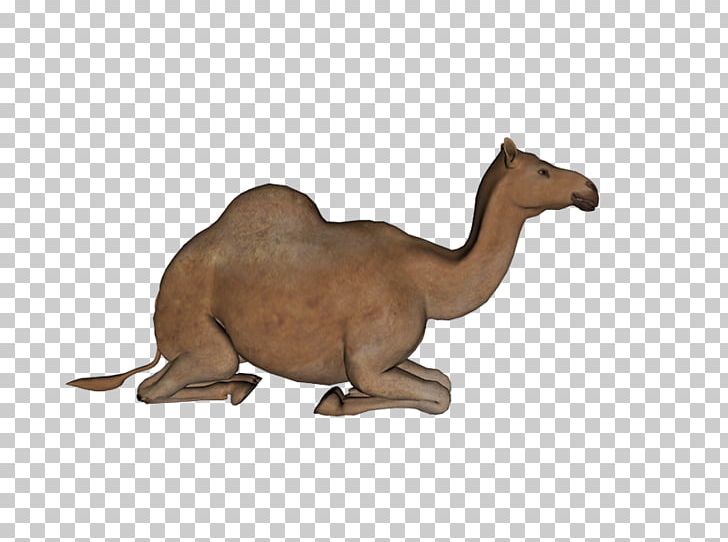 Bactrian Camel Dromedary PNG, Clipart, Animal Figure, Arabian Camel, Bactrian Camel, Camel, Camel Like Mammal Free PNG Download