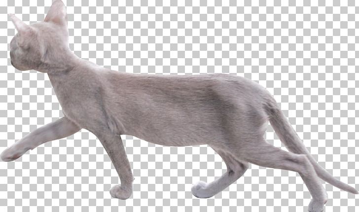 Donskoy Cat Peterbald Sphynx Cat Kitten Domestic Short-haired Cat PNG, Clipart, Animal, Animals, Breed, Carnivoran, Cat Free PNG Download