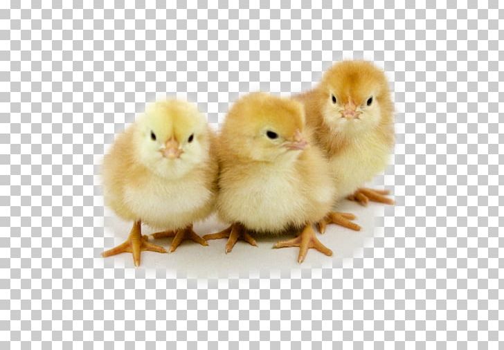 Australorp Wyandotte Chicken New Hampshire Chicken Hatchery Poultry PNG, Clipart, Australorp, Beak, Bird, Chicken, Egg Free PNG Download