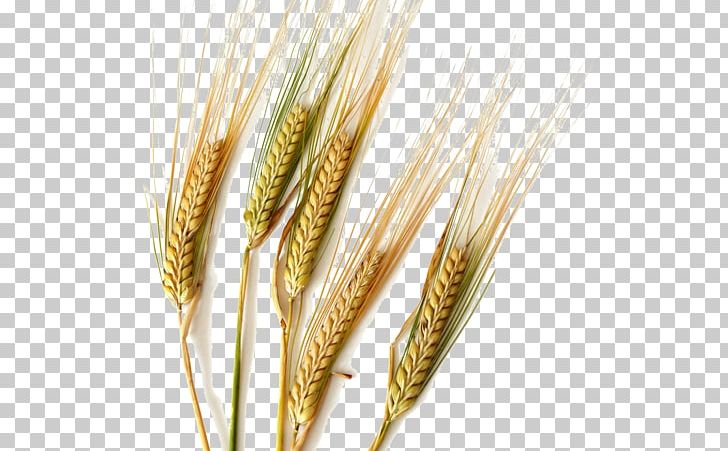 Durum Common Wheat Barley Cereal Ear PNG, Clipart, Barley, Broomcorn, Brown Rice, Cereal, Cereal Germ Free PNG Download