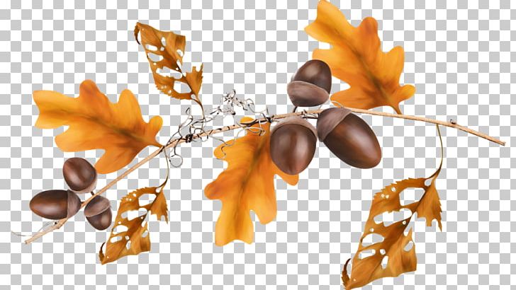 Oak Leaf Cluster Oak Leaf Cluster PNG, Clipart, Autumn, Computer, Food, Leaf, Maple Leaf Free PNG Download