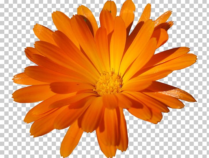 Portable Network Graphics Adobe Photoshop Psd PNG, Clipart, Annual Plant, Calendula, Chrysanthemum, Chrysanths, Comparazione Di File Grafici Free PNG Download