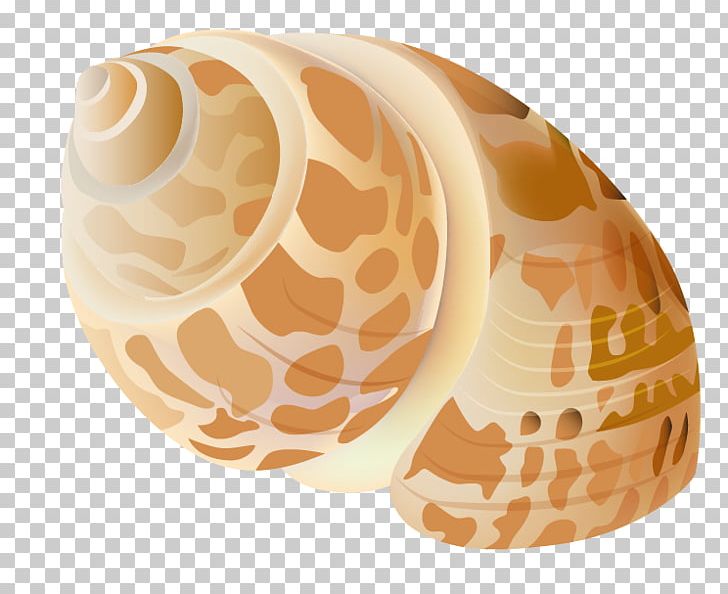 Seashell PNG, Clipart, Beach, Clipart, Clip Art, Cockle, Download Free PNG Download