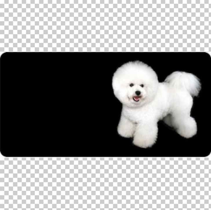 Bichon Frise Maltese Dog Puppy Dog Breed Companion Dog PNG, Clipart, Animals, Bichon, Bichon Frise, Breed, Carnivoran Free PNG Download