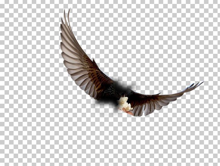 Bird London Bread Eating Food PNG, Clipart, Animals, Bald Eagle, Beak, Bird, Bird Of Prey Free PNG Download