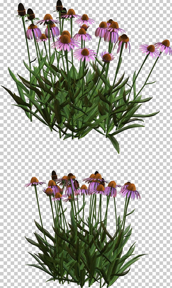 Cut Flowers Flowerpot Plant Stem Flowering Plant PNG, Clipart, Cut Flowers, Flower, Flowering Plant, Flowerpot, Grass Free PNG Download