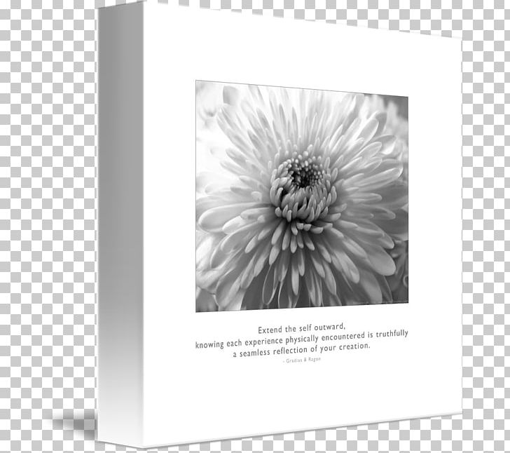 Frames White Reflection Mug PNG, Clipart, Black And White, Flora, Flower, Flowering Plant, Monochrome Free PNG Download