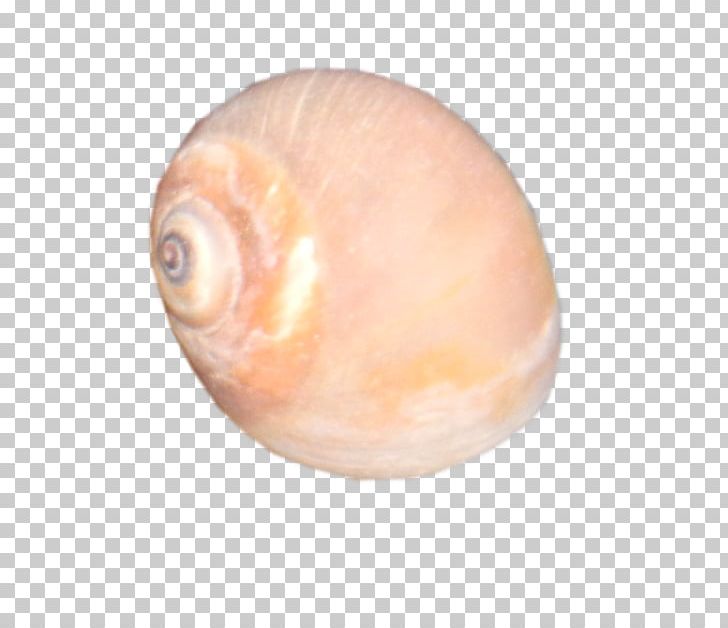 Macoma Gastropods Clam Veneroida Snail PNG, Clipart, Animals, Baltic Clam, Clam, Conch, Conchology Free PNG Download