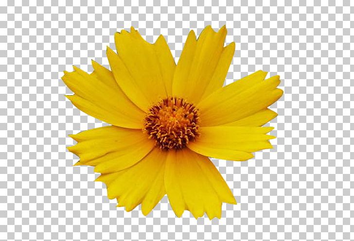 Yellow Chrysanthemum White Flower PNG, Clipart, Black And White, Calendula, Chrysanths, Daisy Family, Flower Free PNG Download