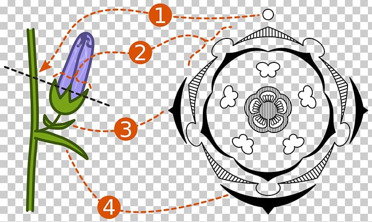 Floral Diagram Floral Formula Flower Plant Reproduction PNG, Clipart, Area, Bellflowers, Campanula Medium, Circle, Communication Free PNG Download