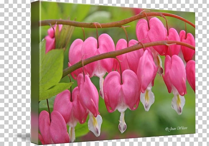 Petal Pink M Calendar RTV Pink CafePress PNG, Clipart, Bleeding Heart, Blossom, Bud, Cafepress, Calendar Free PNG Download