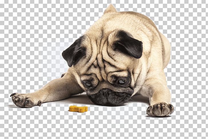 Puppy Pug Dog Training Pet Sitting Dog Biscuit PNG, Clipart, Animals, Assistance Dog, Behavior, Carnivoran, Companion Dog Free PNG Download