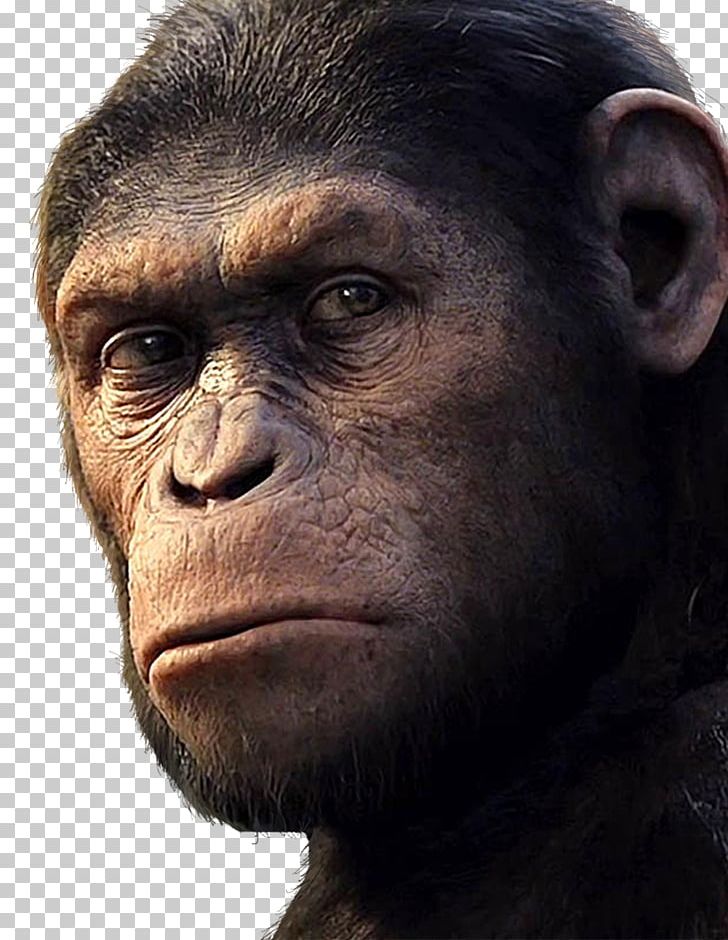 Tom Felton Rise Of The Planet Of The Apes YouTube Film PNG, Clipart, Aggression, Chimpanzee, Common Chimpanzee, Conquest Of The Planet Of The Apes, Face Free PNG Download