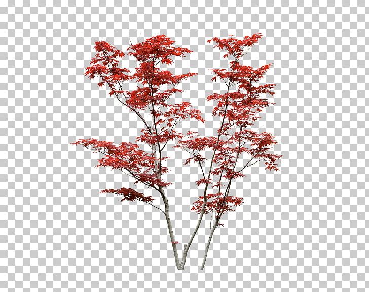 3d Computer Graphics Photography Branch PNG, Clipart, 3d Computer Graphics, Branch, Clip Art, Download, Flowering Plant Free PNG Download