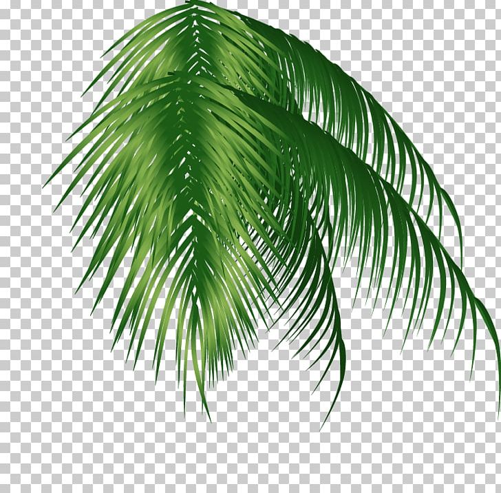 Arecaceae Coconut PNG, Clipart, Arecales, Christmas Tree, Coconut Tree Leaves, Computer Graphics, Encapsulated Postscript Free PNG Download