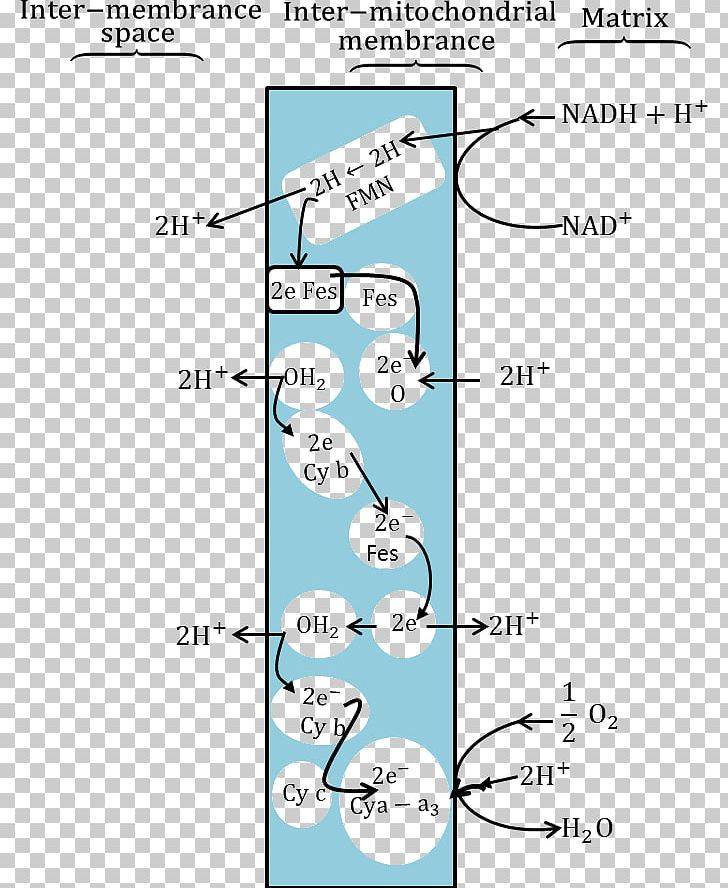 Atom Molecule Biology Respiration Redox PNG, Clipart, Adenosine Triphosphate, Angle, Area, Atom, Atoms In Molecules Free PNG Download