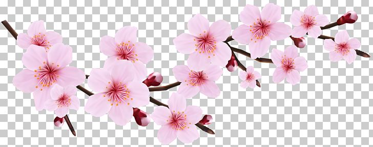 Cherry Blossom Pink Blossoms Resorts Icon PNG, Clipart, Azalea, Blossom, Blossoms, Branch, Cherry Free PNG Download
