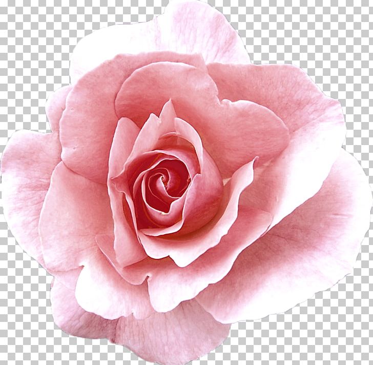 Garden Roses Cabbage Rose China Rose Damask Rose Floribunda PNG, Clipart, Camellia, China Rose, Cut , Desktop Wallpaper, Essential Oil Free PNG Download