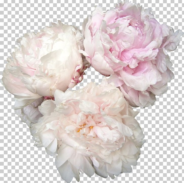 Peony Flower Rose PNG, Clipart, Cut Flowers, Desktop Wallpaper, Floral Design, Flower, Flower Arranging Free PNG Download