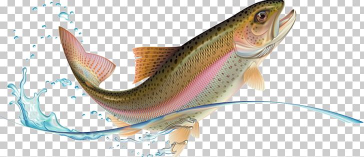 Rainbow Trout Stock Photography PNG, Clipart, Animal Figure, Bony Fish, Drawing, Fish, Fishing Free PNG Download
