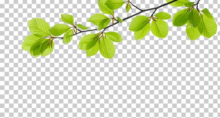 Template Cream Information Software PNG, Clipart, Aliexpress, Background Green, Branch, Branches, Branches And Leaves Free PNG Download