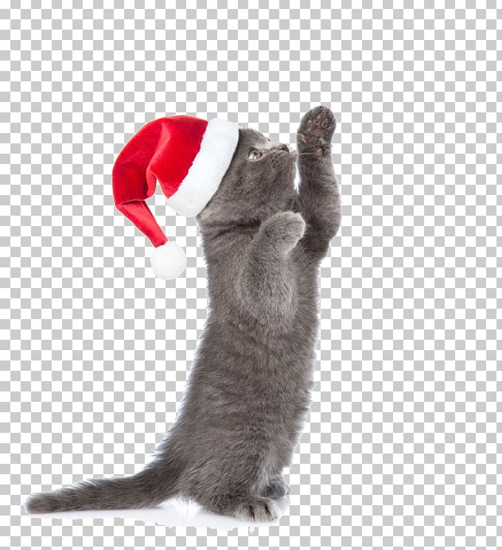 Cat Kitten Christmas Animal PNG, Clipart, Animal, Animals, Carnivoran, Cat, Cat Like Mammal Free PNG Download