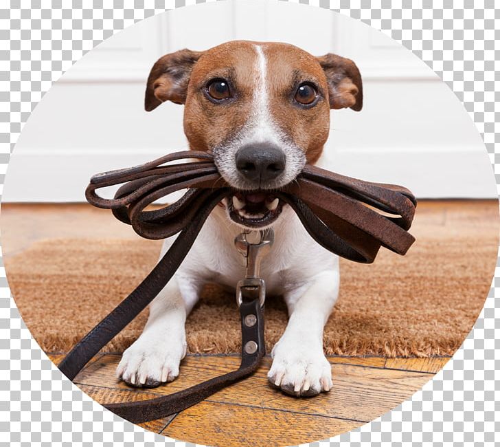 Pet Sitting Dog Walking Labradoodle Dog Daycare PNG, Clipart, Animal, Animals, Bark, Carnivoran, Companion Dog Free PNG Download